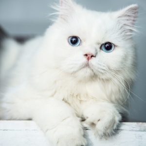 Persian Cat For Sale In Pune