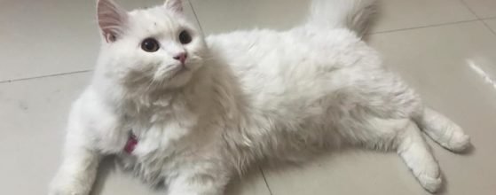 persian cat for sale