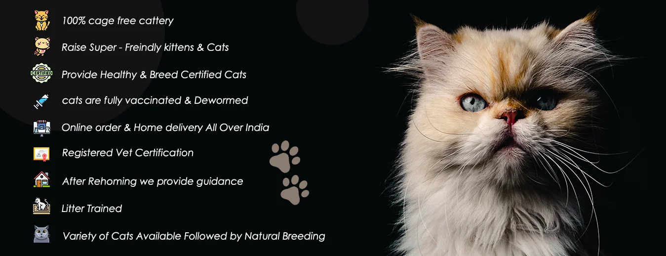 Buy Persian Cat in India, Online Persian Cat Price in Delhi, Gurgaon, Noida  Ghaziabad, Faridabad |Mummy Cat